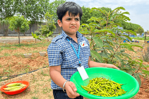 Exploration of Vegetable & Food Grain Fields